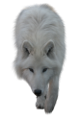 farkas_323