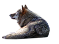 farkas_327