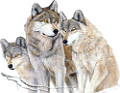 farkas_331