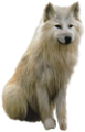 farkas_333