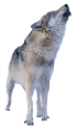 farkas_36