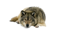 farkas_54