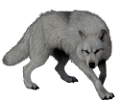 farkas_62