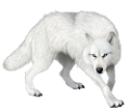 farkas_63