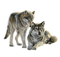 farkas_82