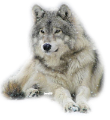 farkas_88