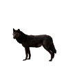 farkas_99
