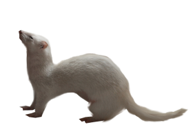 goreny_10.png