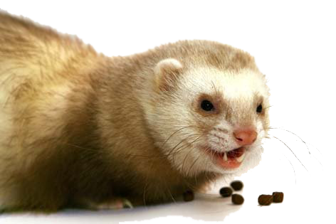 goreny_5.png