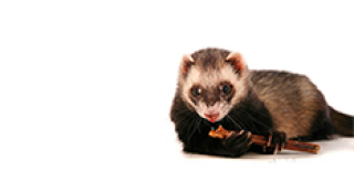 goreny_6.png