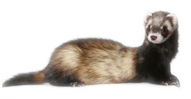 goreny_7.png