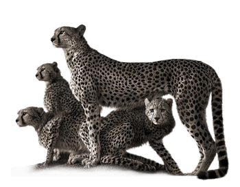 gepard_10.png