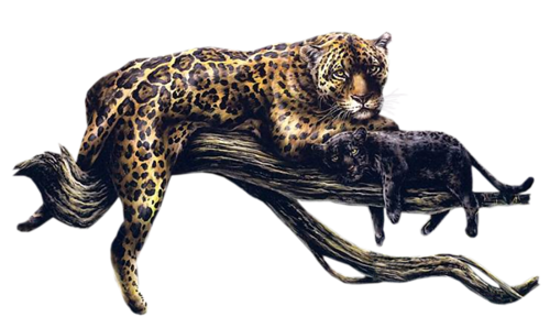 gepard_11.png