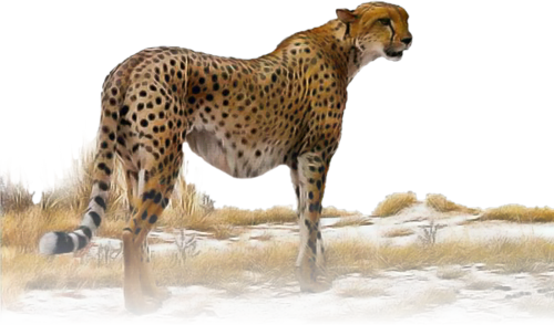 gepard_12.png