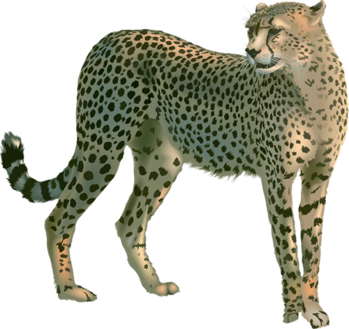 gepard_13.png