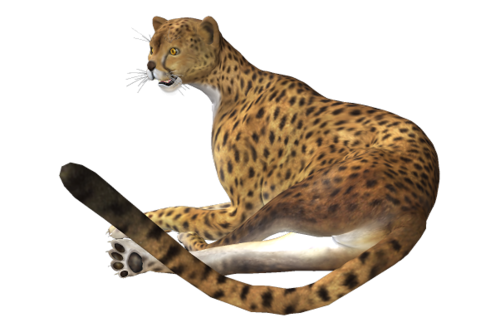 gepard_18.png