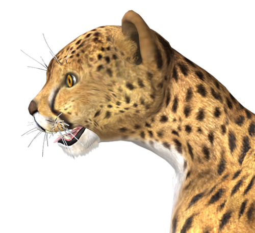 gepard_19.png