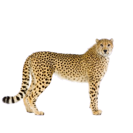 gepard_2.gif
