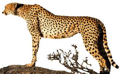 gepard_20.gif