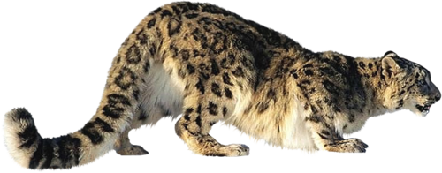 gepard_21.png