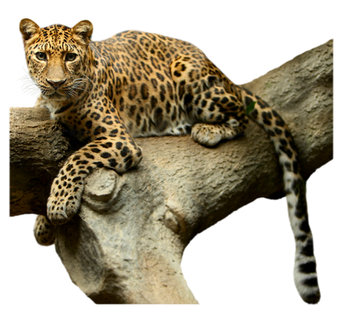 gepard_23.png