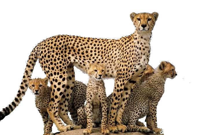 gepard_24.png