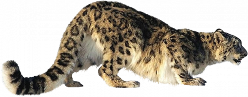 gepard_3.png