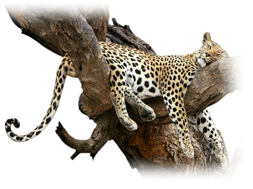 gepard_4.png