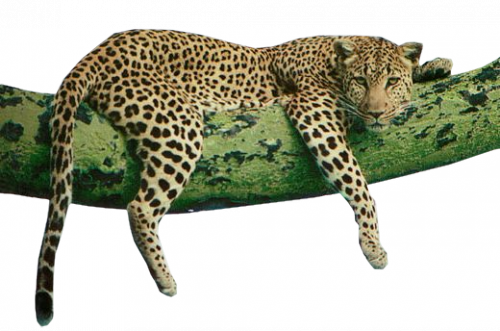 gepard_5.png