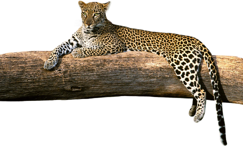 gepard_6.png