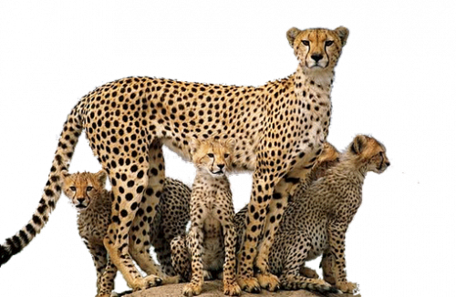 gepard_8.png