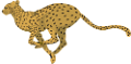 gepard_1