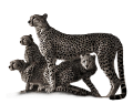 gepard_10