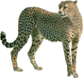 gepard_13