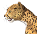 gepard_19