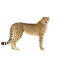 gepard_2