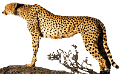 gepard_20