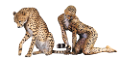 gepard_22