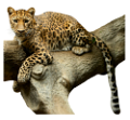 gepard_23