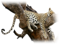 gepard_4