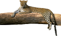 gepard_6