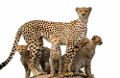 gepard_8