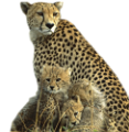 gepard_9