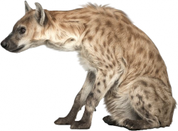 hiena_2.png