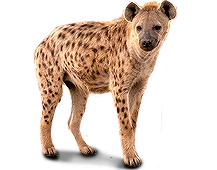 hiena_4.png
