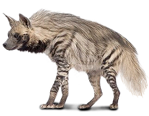 hiena_5.png