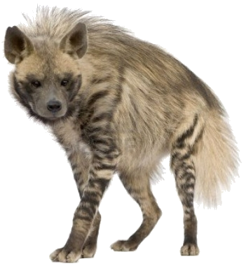 hiena_6.png