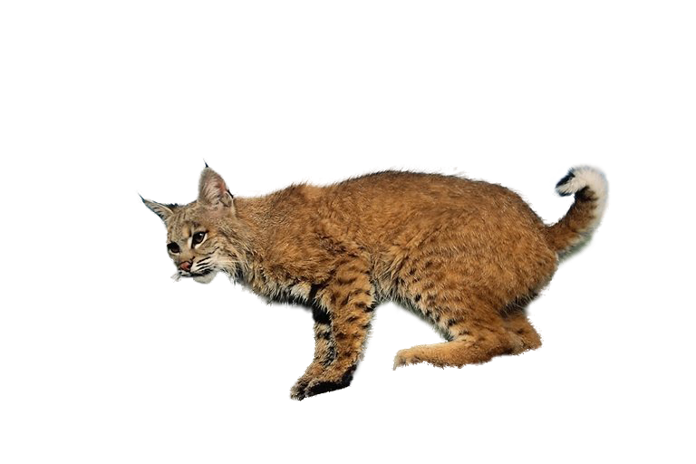 hiuz_14.png