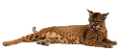 hiuz_2