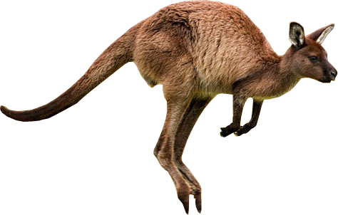 kenguru_14.png